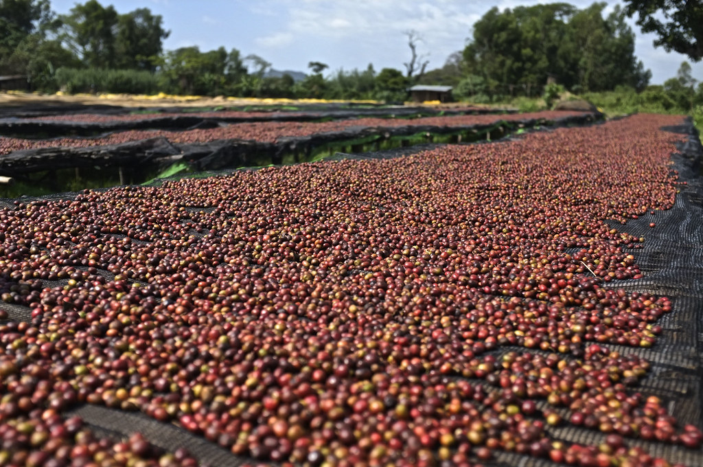 honey-robusta